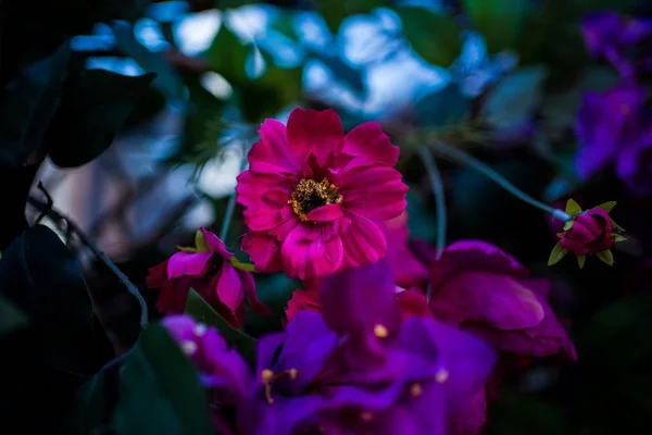 Гілка Фіолетових Квітів Бугенвіля — стокове фото