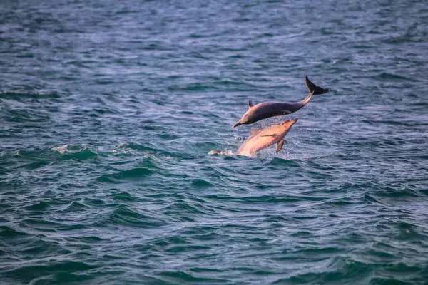 Les Dauphins Dans Océan Atlantique — Photo