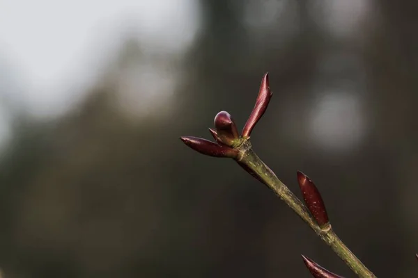 Plan Rapproché Bourgeons Végétaux Sur Une Tige Avec Fond Flou — Photo