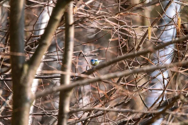 Shallow Focus Eurasian Blue Tit Perched Tree Branch — Photo