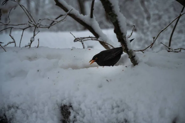 Gros Plan Merle Commun Turdus Merula Recherche Nourriture Dans Neige — Photo