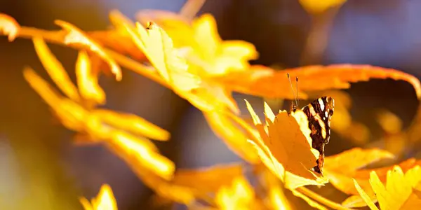 在阳光下 一只美丽的乌龟蝴蝶在金黄的叶子上的特写 — 图库照片