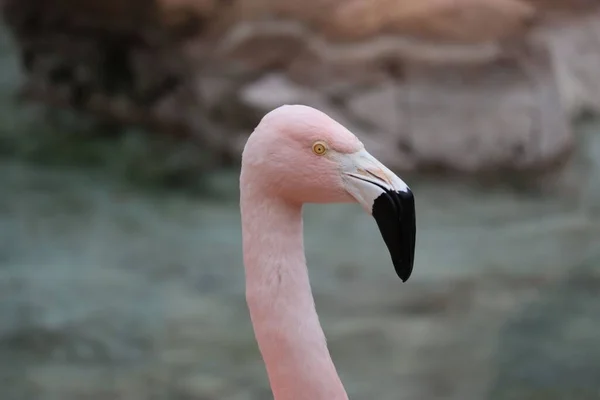 Closeup Shot Pink Flamingo Long Beak Bokeh Blurred Background — Stock Photo, Image