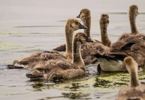Uma Vista Dos Belos Cisnes Bebê Nadando Água — Fotografia de Stock