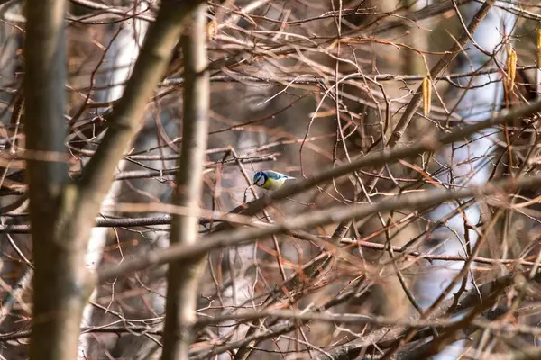 Shallow Focus Eurasian Blue Tit Perched Tree Branch — Photo
