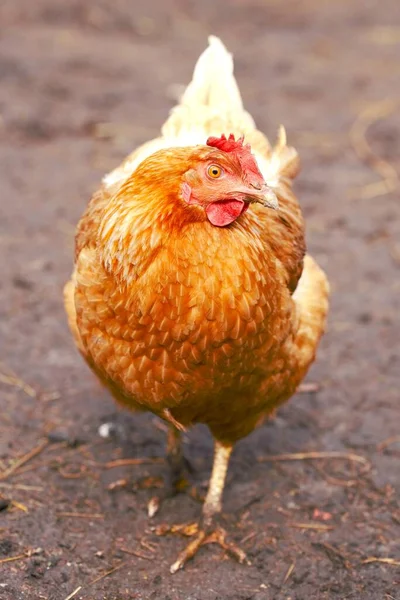 Colpo Verticale Simpatico Pollo Allo Zenzero Piedi Terra — Foto Stock