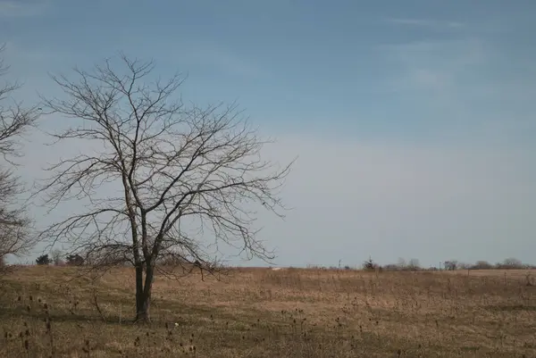 Ein Blattloser Baum Einem Feld Aus Halbtotem Gras — Stockfoto