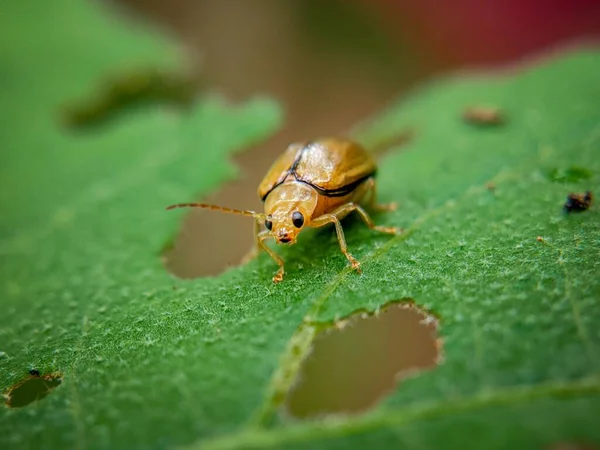 Makroaufnahme Einer Aulacophora Auf Einem Grünen Blatt — Stockfoto