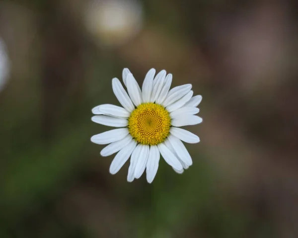 Una Messa Fuoco Selettiva Una Margherita Bianca Fiore — Foto Stock