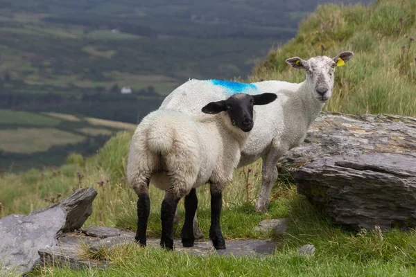Suffolk Soyundan Beyaz Koyunların Yakın Plan Çekimi Rlanda Birleşik Krallık — Stok fotoğraf