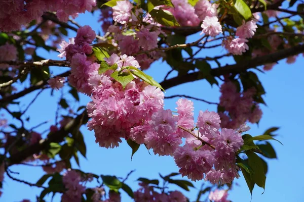 在蓝天的映衬下 一朵盛开的日本樱桃树分枝正在绽放 — 图库照片