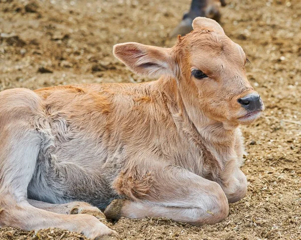 Adorable Calf Meadow Resting Concept Rural Farm Life — Stock Photo, Image