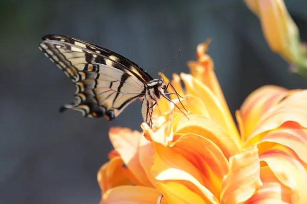 Výběrové Ostření Výstřel Ocasu Papilio Machaon Sedí Oranžové Lilie — Stock fotografie