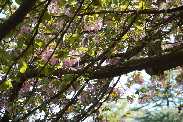 Closeup Florescendo Japonês Cereja Prunus Serrulata Ramos — Fotografia de Stock