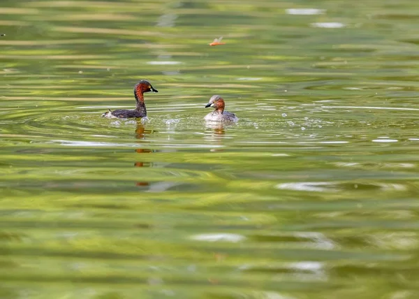 Close Shot Pair Horned Grebes Beak Pond — Stock Photo, Image