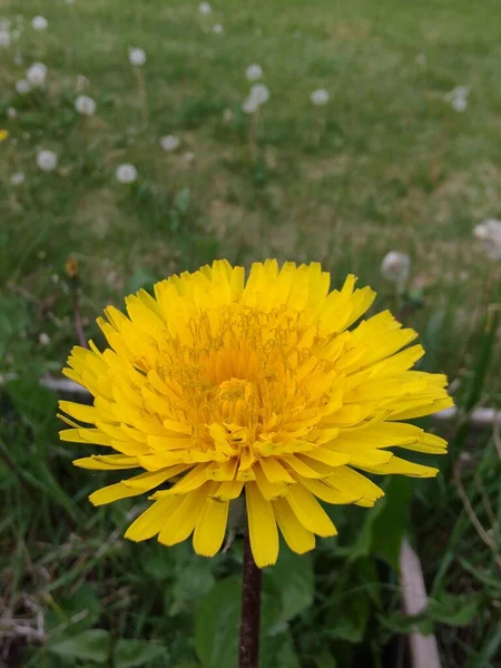 Eine Leuchtend Gelbe Löwenzahnblume Die Einem Feld Blüht — Stockfoto