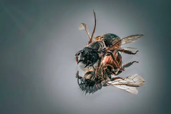 Egy Közelkép Egy Méhről Elszigetelve Kék Háttérben — Stock Fotó