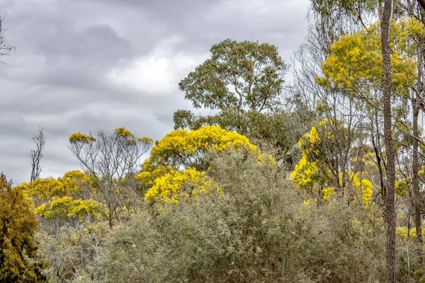View Beautiful Wattle Trees Scenery Emmaville New South Wales Australië — Stockfoto