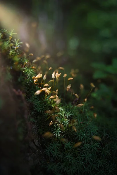 A closeup of green plants under the sun rays