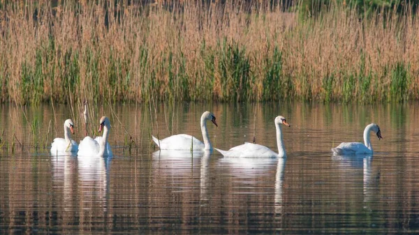 Прекрасный Вид Изящных Лебедей Плавающих Озере — стоковое фото