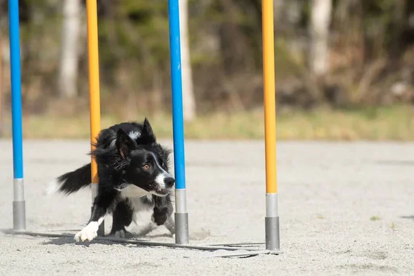 犬の敏捷性コースを走り回る愛らしいボーダーコリー — ストック写真