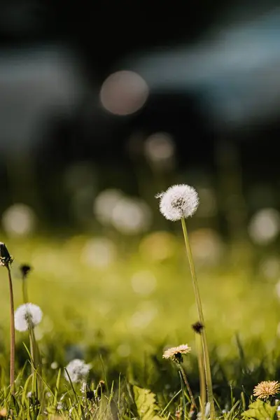 Close Shot Dandelion Blooming Garden Bokeh Background — Stock Photo, Image