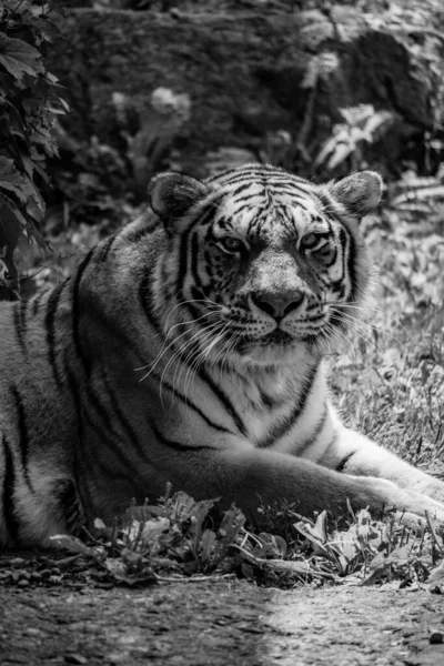 Una Scala Grigi Una Tigre Possente Che Riposa Sotto Ombra — Foto Stock