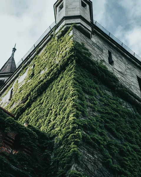 Old Castle Wall Overgrown Leaves — Stock Photo, Image