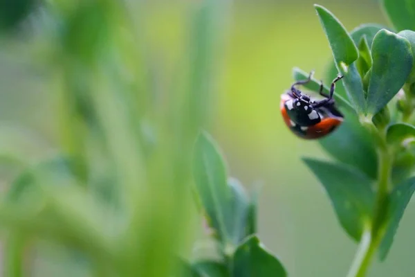 Primer Plano Escarabajo Mariquita Hoja Verde —  Fotos de Stock