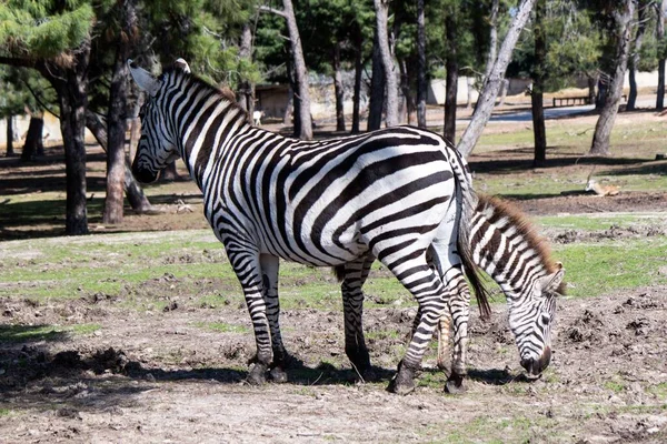 イスラエルのラマト ガンサファリパークのゼブラス — ストック写真