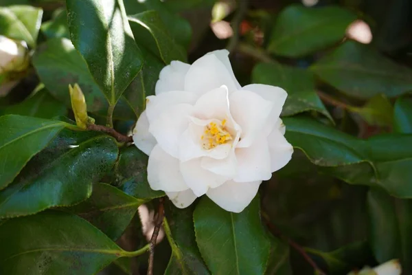 Gros Plan Une Fleur Blanche Camélia Japonaise — Photo