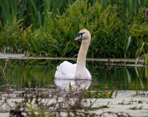 Uma Bela Vista Cisne Gracioso Nadando Lagoa — Fotografia de Stock