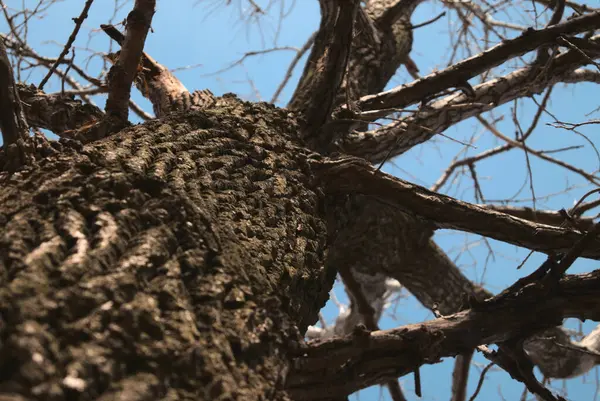 Низькокутний Знімок Стовбура Дерева Жодного Листя Фоні Блакитного Неба — стокове фото