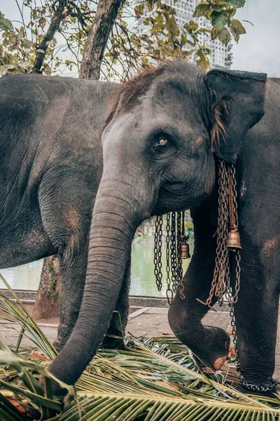 Dzikie Przykuta Słonie Colombo Sri Lanka — Zdjęcie stockowe
