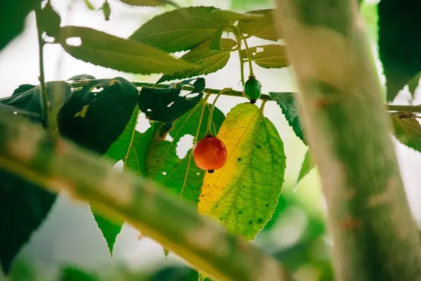 Una Sola Cereza Una Rama Árbol — Foto de Stock