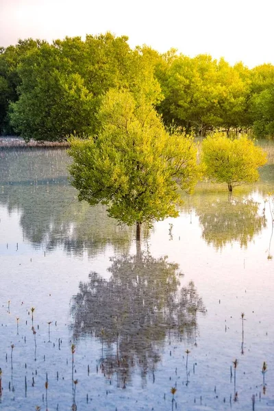 Een Prachtig Landschap Van Groene Bomen Een Meer — Stockfoto