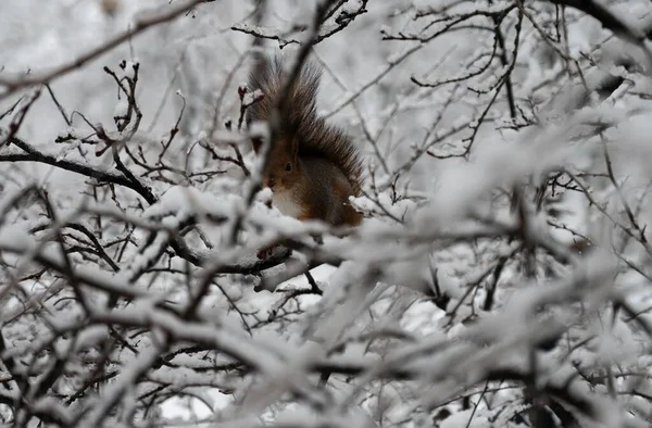 Esquilo Vermelho Sciurus Vulgaris Sentado Galho Árvore Nevado — Fotografia de Stock