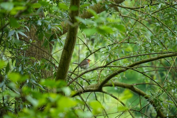 Robin Europeu Erithacus Rubecula Numa Árvore Verde — Fotografia de Stock