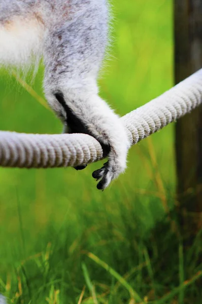 Eine Vertikale Aufnahme Eines Tierischen Fußes Auf Einem Seil Einem — Stockfoto