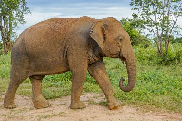 Piękne Ujęcie Indyjskiego Słonia Chodzącego Zielonej Trawie — Zdjęcie stockowe