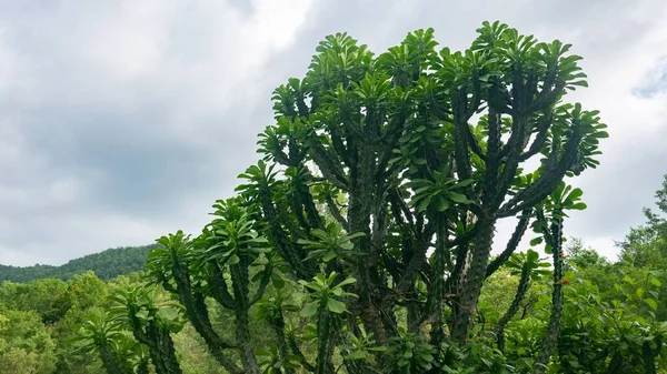 Eine Wilde Kakteenpflanze Wald — Stockfoto