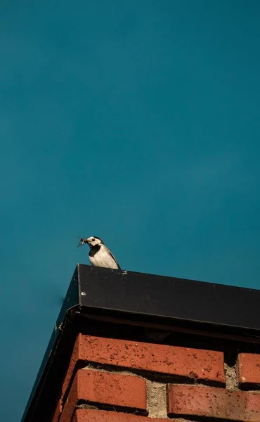青い空の背景に隔離されたくちばしに昆虫を保持する白いワグテールの低角度ショット — ストック写真