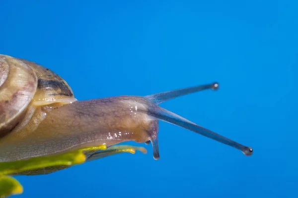 青い背景の葉に茶色の殻を持つスライミーなカタツムリのマクロショット — ストック写真