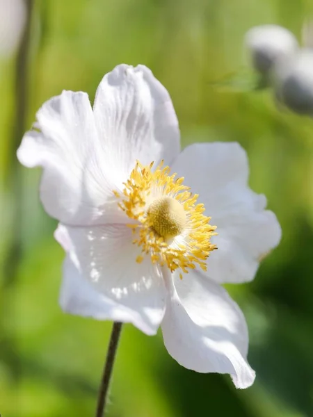 Uma Flor Anêmona Branca Jardim — Fotografia de Stock