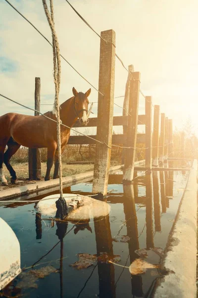 Sebuah Gambar Vertikal Dari Kuda Cokelat Berdiri Samping Seorang Peminum — Stok Foto
