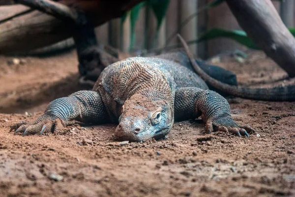 Bir Gözlemci Kertenkele Srail Deki Safari Parkında Dinleniyor — Stok fotoğraf