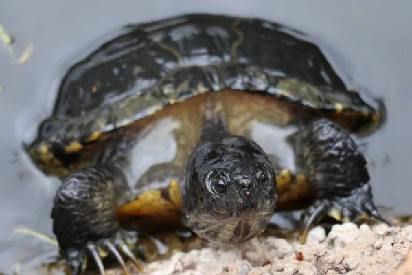 Een Macro Shot Van Een Schildpad Die Langzaam Uit Het — Stockfoto