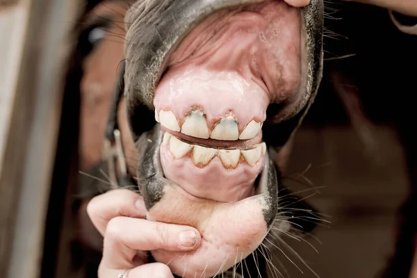 A baby horse's loose decaying milk teeth