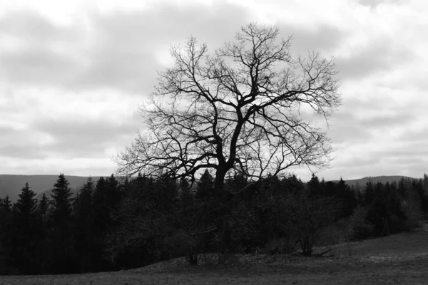 Gråskala Ett Lövlöst Träd Bakgrunden Granar — Stockfoto