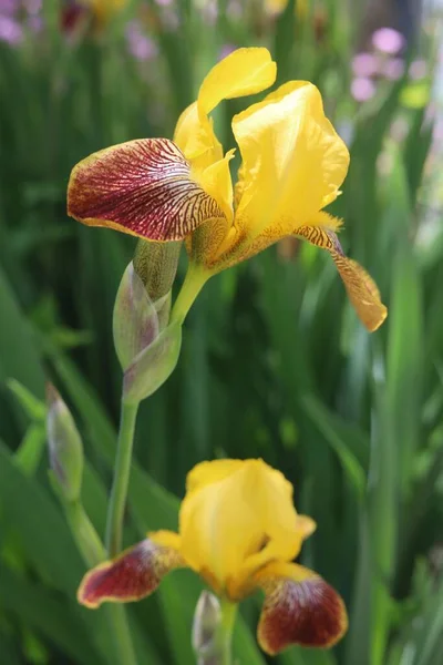 Gros Plan Vertical Iris Barbu Jaune Dans Jardin — Photo